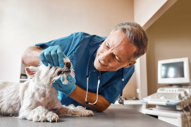 Best Weekend Emergency Dentist in Sackets Harbor, NY